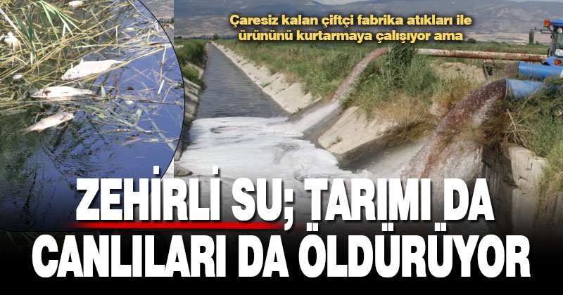 Çaresiz kalan çiftçi, fabrika atıklarını sulama kanallarına boşaltıp ürün suluyor