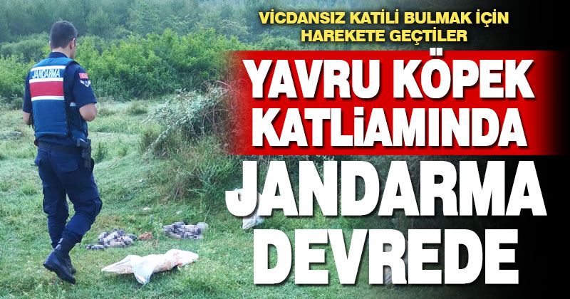 Çivril’deki yavru köpek katliamında jandarma devreye girdi
