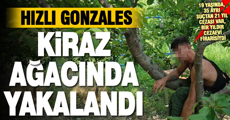35 ayrı suçtan 21 yıl hapis cezası bulunan zanlı kiraz ağacında yakalandı