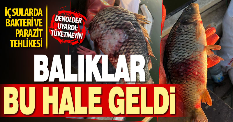 İç sularda balıklar bu hale geldi: Balıkçılara ‘tüketmeyin’ uyarısı yapıldı