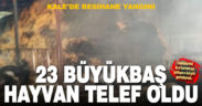 Kale’deki besihane yangınında 23 büyükbaş telef oldu