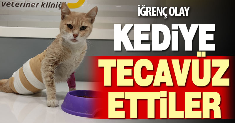 Denizli’de iğrenç olay. Kediye tecavüz ettiler