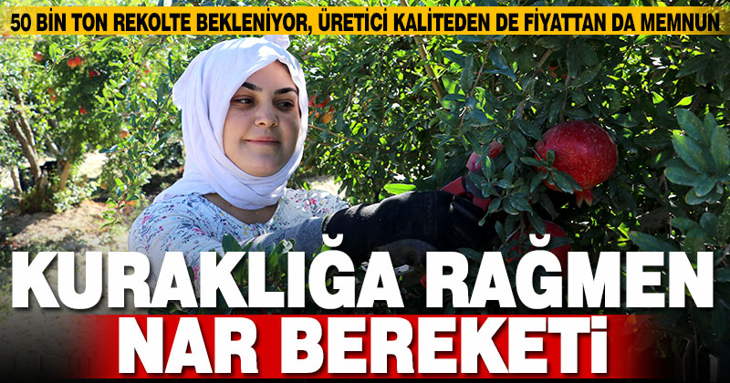 Denizlili nar üreticisi, sezondan umutlu