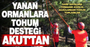 Yanan ormanlar için sarp arazideki ağaçlardan 80 bin tohum topladılar
