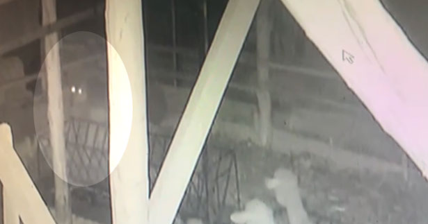 Ağıla giren kurt, koyunları telef etti