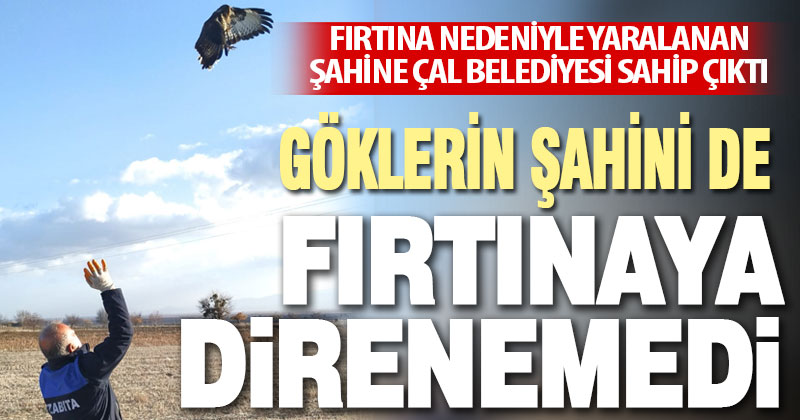 Fırtına nedeniyle yaralanan şahine Çal Belediyesi sahip çıktı