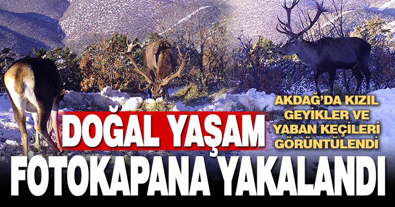 Denizli Akdağ’daki kızıl geyikler fotokapanla görüntülendi