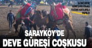 36. Sarayköy Deve Güreşi Festivali yaklaşık 100 devenin katılımıyla yapıldı