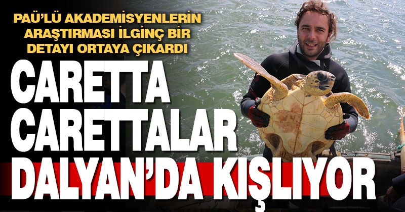 PAÜ’lü bilim insanları ortaya çıkardı: 100 Caretta caretta göç etmiyor, Dalyan’da kışlıyor