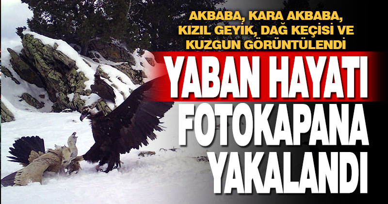 Denizli’de fotokapanlar yaban hayatını kayıt altına aldı