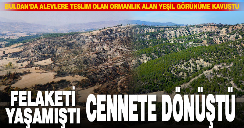 Yandıktan sonra ağaçlandırılan ormanların “öncesi ve sonrası” fotoğrafları yayınlandı