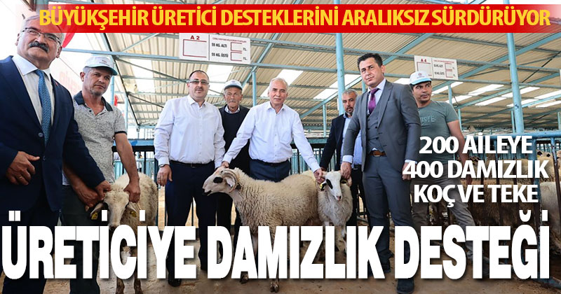 Büyükşehir üretici desteklerini aralıksız sürdürüyor. 200 aileye 400 damızlık koç ve teke hibe edildi