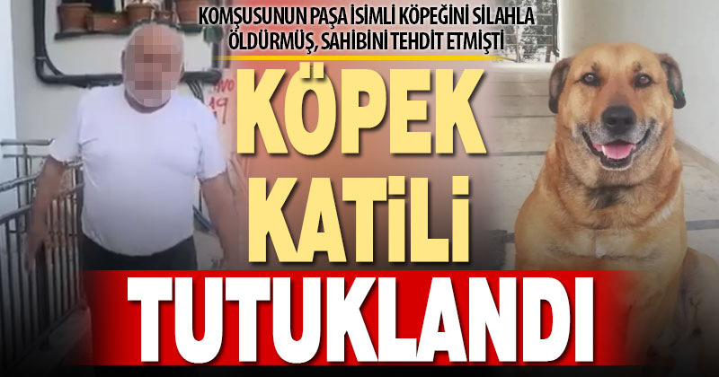 Sahipli bir köpeği tüfekle vurduğu ileri sürülen kişi tutuklandı