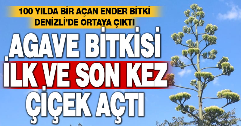 Denizli’de UNESCO’nun dünya mirası listesindeki agave bitkisi çiçek açtı