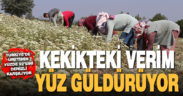 Tescilli Denizli kekiğinde hasat sürüyor