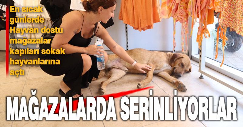 Denizli’de sokak hayvanları mağazalarda serinliyor