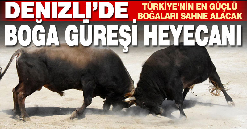 Boğa güreşi heyecanı Denizli’de