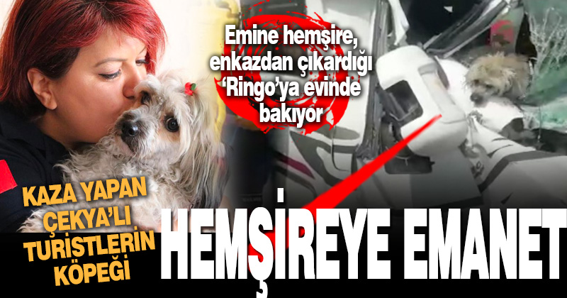 Denizli’de kaza yapan Çekyalı çiftin köpeği Emine hemşireye emanet 