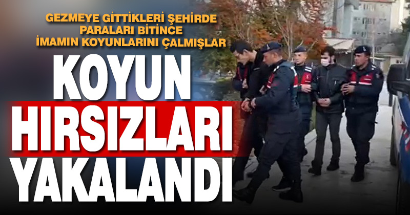 Gezmeye geldikleri şehirde paraları bitince imamın koyunlarını çaldılar