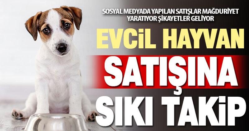 Sosyal medyadan evcil hayvan satanlara sıkı takip
