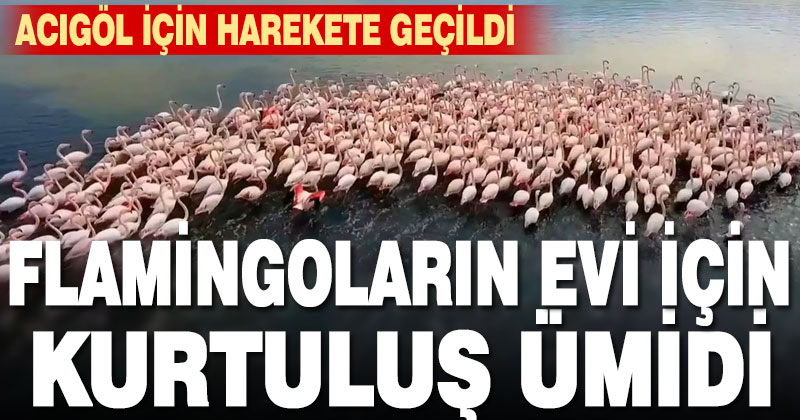 Pembe gezgin flamingoların evi Acıgöl için harekete geçildi