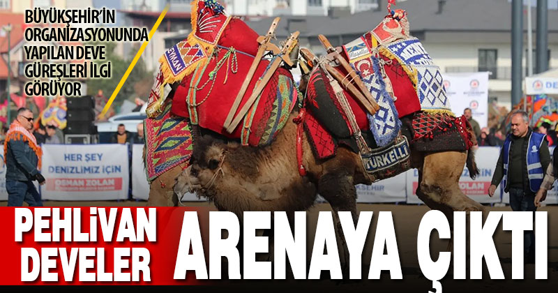 Denizli arenasında 120 pehlivan deve güreşmeye başladı