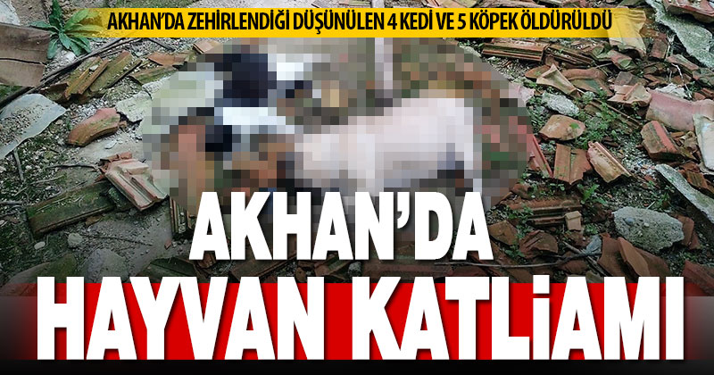 Akhan’da sahipli ve sokakta yaşayan 9 hayvan öldürüldü