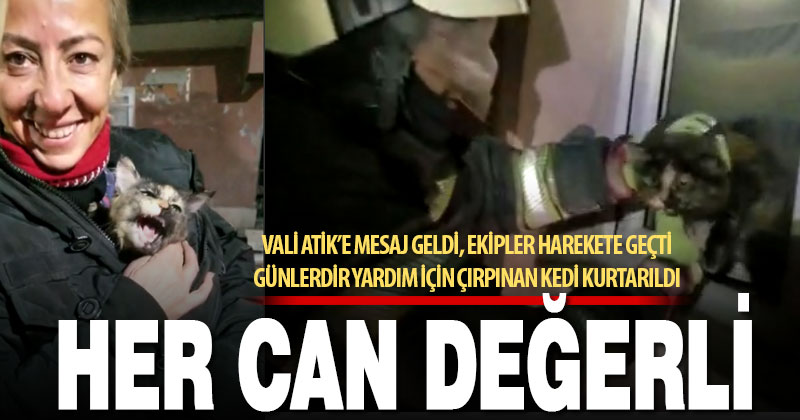 Günlerdir yardım dilenen kediyi Denizli ekibi böyle kurtardı