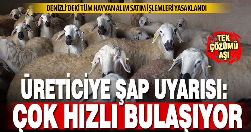 Şap nedeniyle canlı hayvan ticareti tamamen yasaklandı: Hastalık çok hızlı bulaşıyor