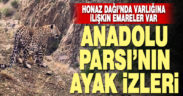 Denizli’nin Honaz Dağında Anadolu Parsı’nın ayak izine rastlanıldı
