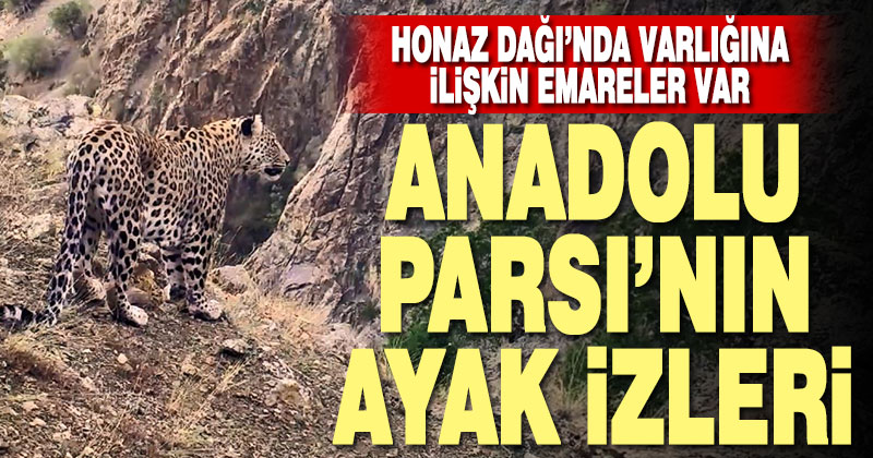 Denizli’nin Honaz Dağında Anadolu Parsı’nın ayak izine rastlanıldı