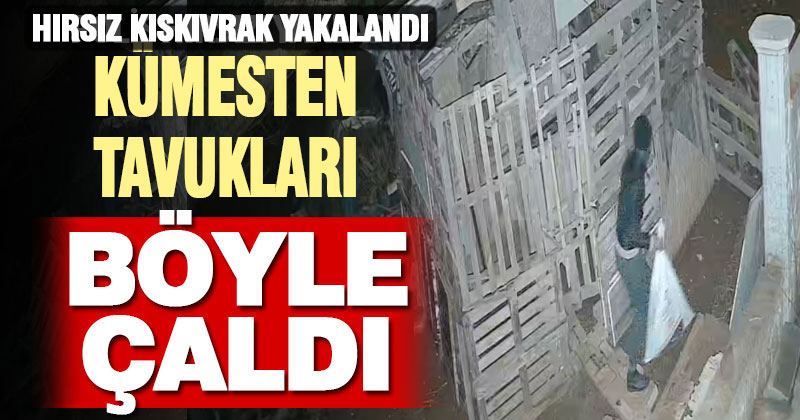 Denizli’de kümesten tavuk hırsızlığı güvenlik kamerasında