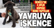 Denizli’de işkenceye uğramış 3 aylık yavru köpek bulundu