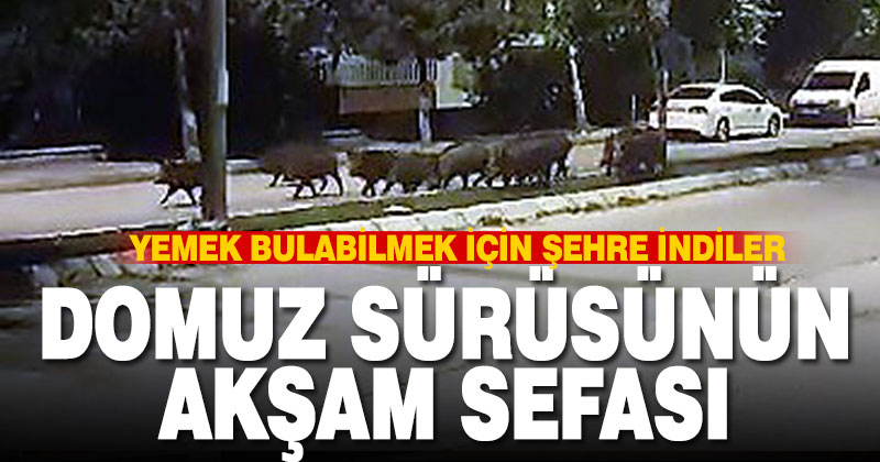 Domuz sürüsünün akşam gezintisi kameraya takıldı