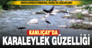 Ege bölgesine ender uğrayan Karaleylekler Denizli’de gözlemlendi