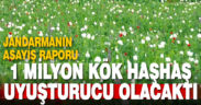 Jandarma 1 milyon 295 bin kök haşhaş bitkisi ele geçirdi