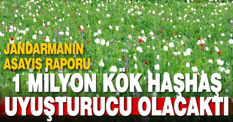Jandarma 1 milyon 295 bin kök haşhaş bitkisi ele geçirdi