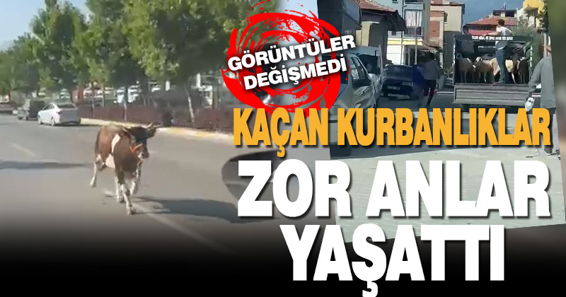 Kaçan kurbanlıklar zor anlar yaşattı