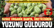 Susuz organik bamyada rekolte düşük ama fiyatı üreticisinin yüzünü güldürdü