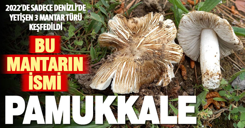 Sadece Denizli’de yetişen bir mantar türüne ‘Pamukkale’ ismi verildi