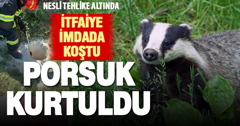 Nesli tehlike altındaki porsuk, kuyuya düştü itfaiye kurtardı