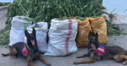 Jandarma 72 kilo kubar esrar ele geçirdi