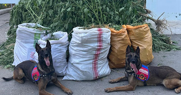 Jandarma 72 kilo kubar esrar ele geçirdi