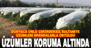 Üzümler branda örtülerle koruma altına alındı