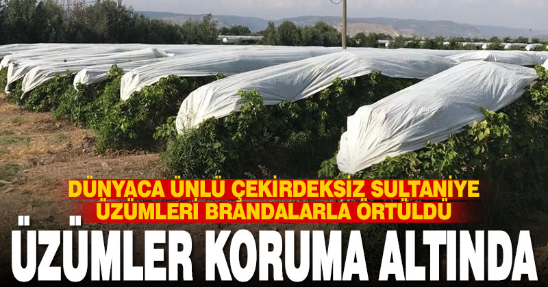 Üzümler branda örtülerle koruma altına alındı