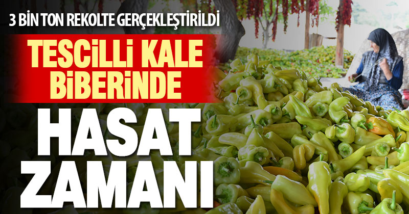 Tescilli Kale biberinde hasat devam ediyor