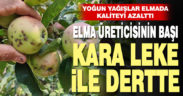 Elma üreticilerinin başı ‘kara leke’ ile dertte
