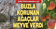 Buzla korunan ağaçlar meyve verdi