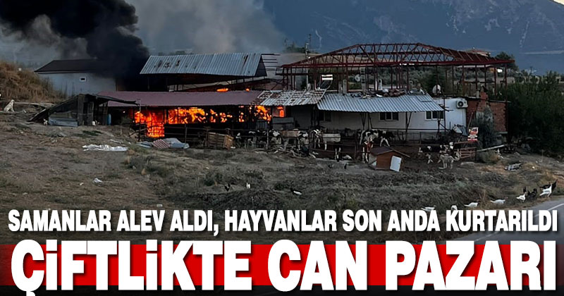 Çiftlikteki samanlar alev alev yandı, çok sayıda hayvan son anda kurtarıldı
