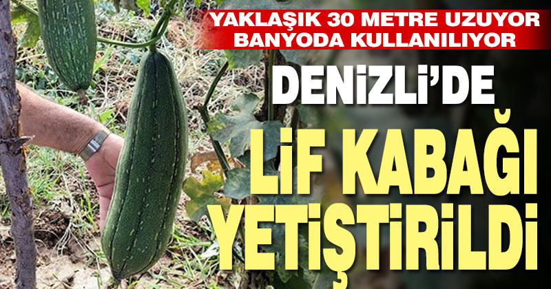 Denizli’de ilk kez lif kabağı yetiştirildi